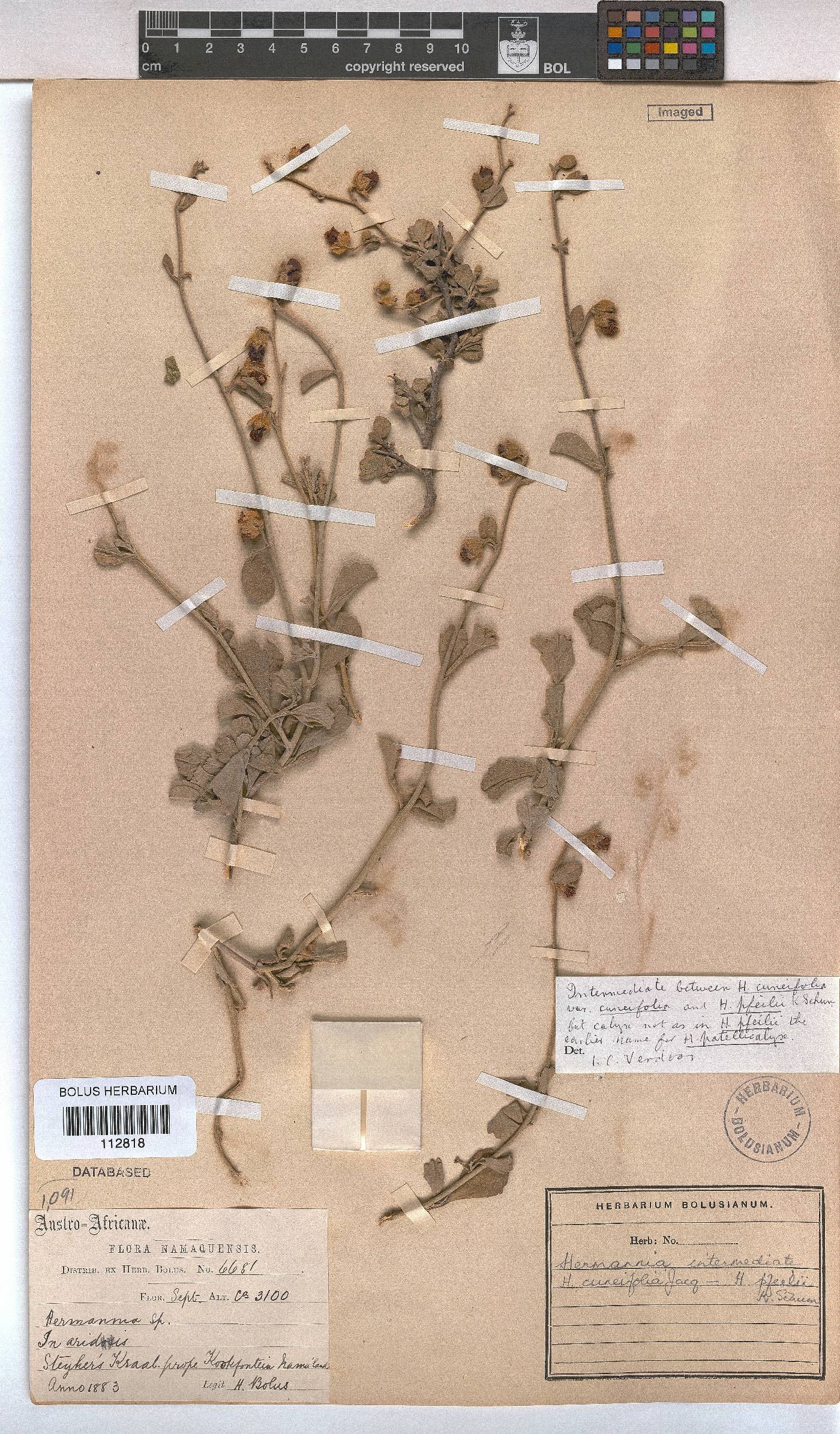 Hermannia cuneifolia image