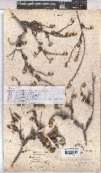 Hermannia cuneifolia var. cuneifolia image