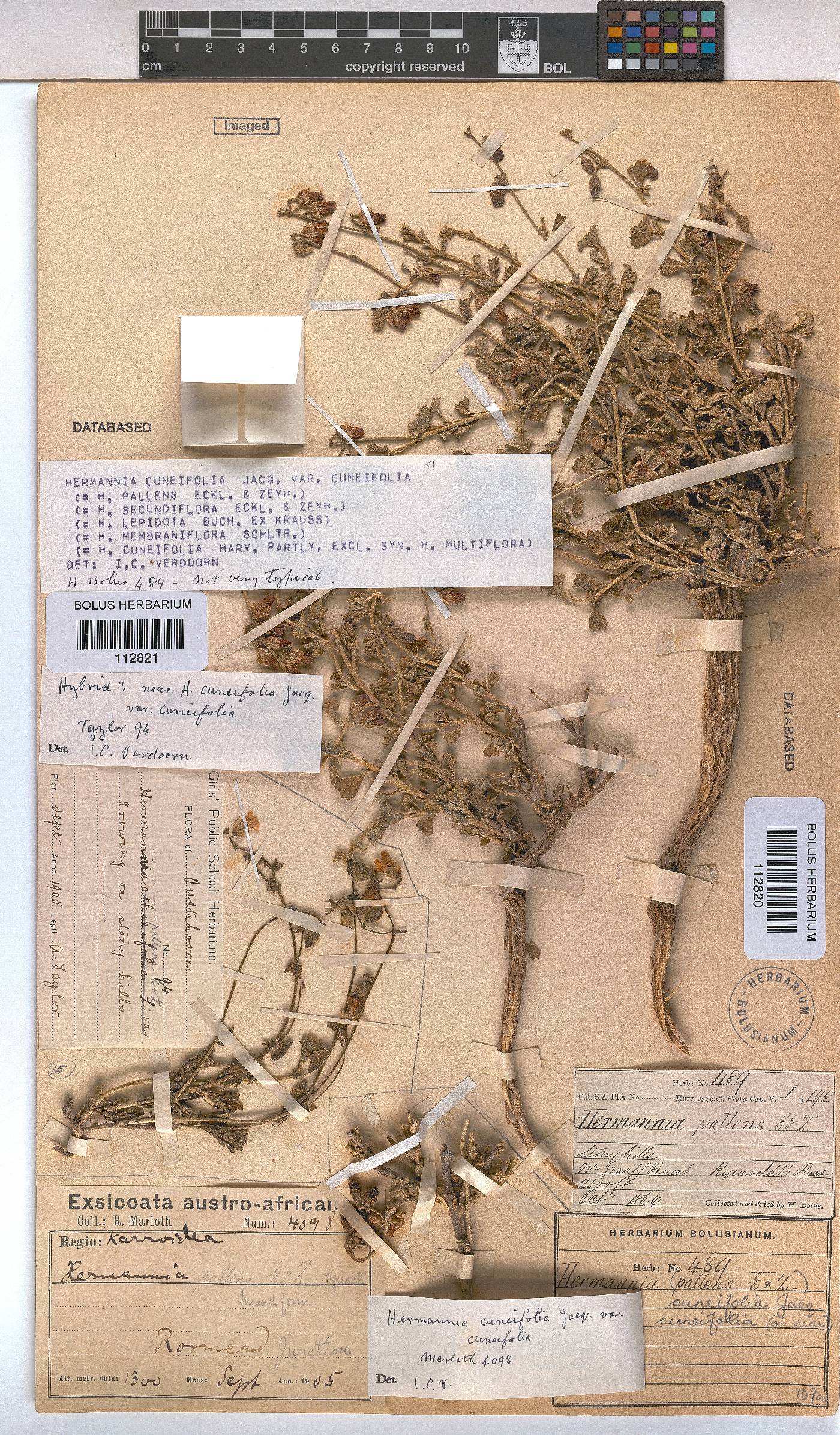 Hermannia cuneifolia image