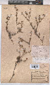Hermannia cuneifolia var. cuneifolia image