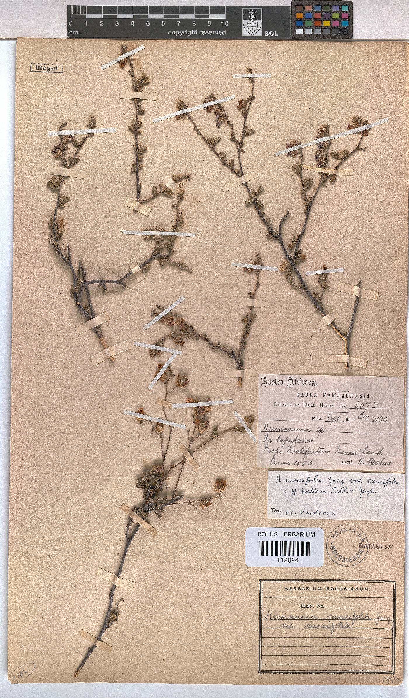 Hermannia cuneifolia image
