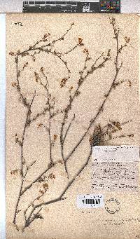 Hermannia cuneifolia var. cuneifolia image
