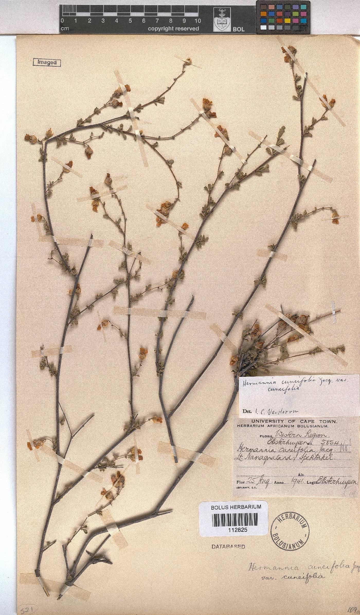 Hermannia cuneifolia var. cuneifolia image
