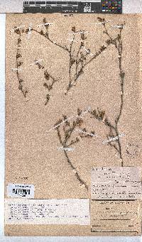 Hermannia cuneifolia var. cuneifolia image