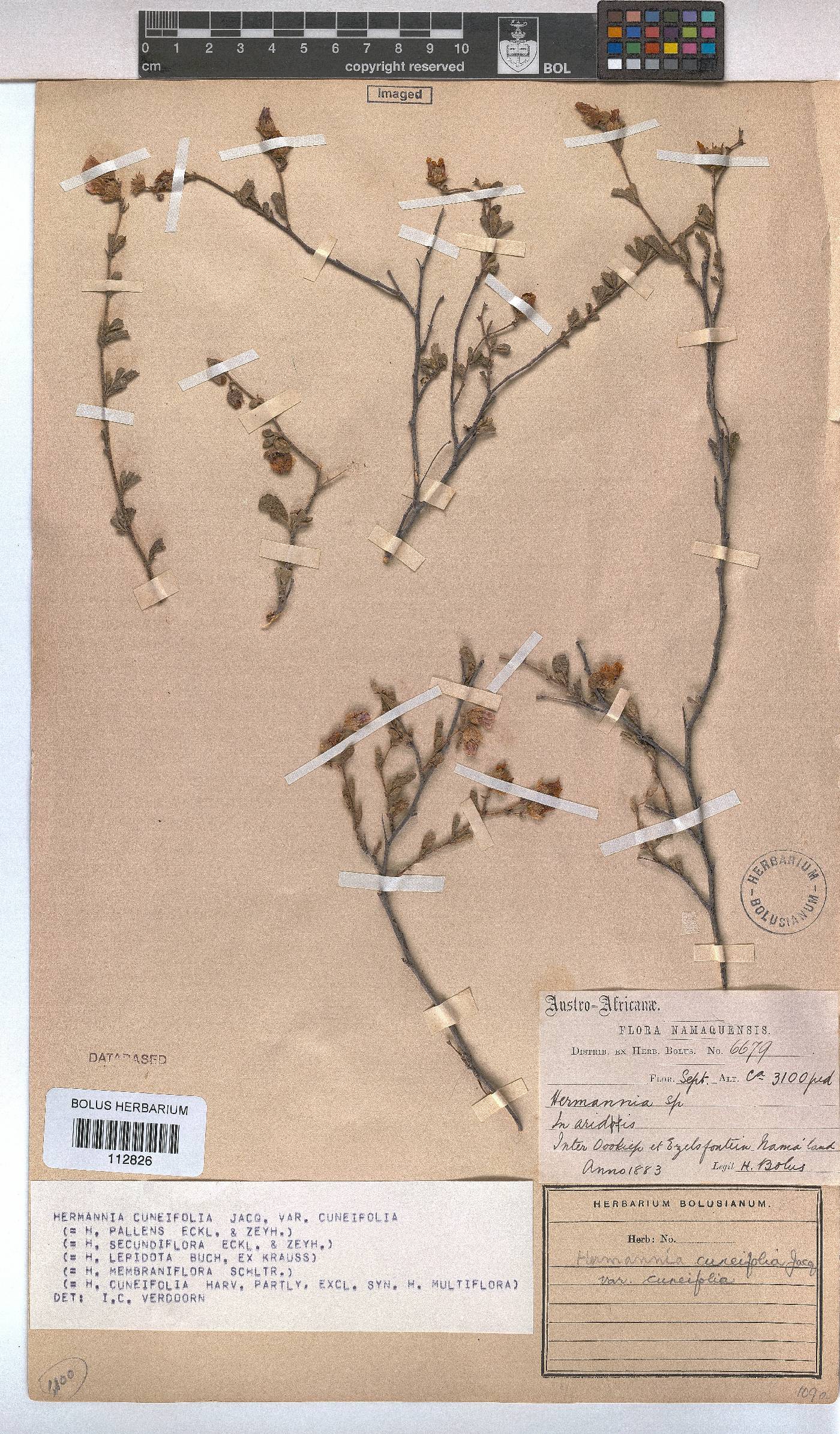 Hermannia cuneifolia var. cuneifolia image
