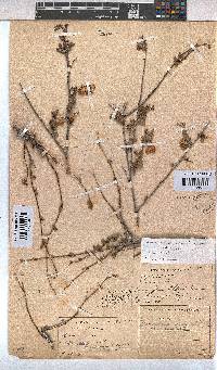 Hermannia cuneifolia var. cuneifolia image