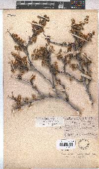 Hermannia cuneifolia var. cuneifolia image