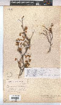 Hermannia cuneifolia var. cuneifolia image