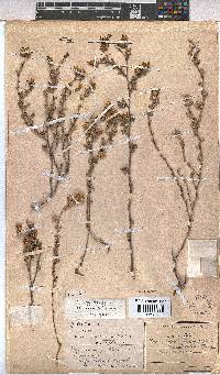 Hermannia cuneifolia var. cuneifolia image