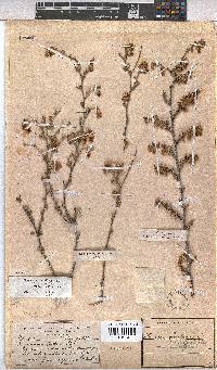 Hermannia cuneifolia var. cuneifolia image