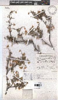 Hermannia cuneifolia var. cuneifolia image