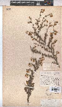 Hermannia cuneifolia var. cuneifolia image