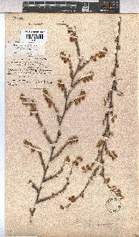 Hermannia cuneifolia var. cuneifolia image