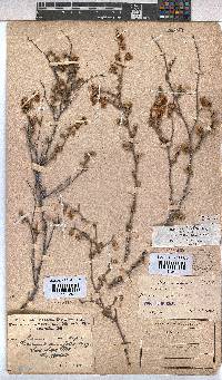 Hermannia cuneifolia var. cuneifolia image