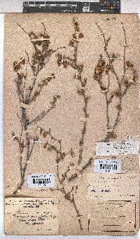 Hermannia cuneifolia var. cuneifolia image