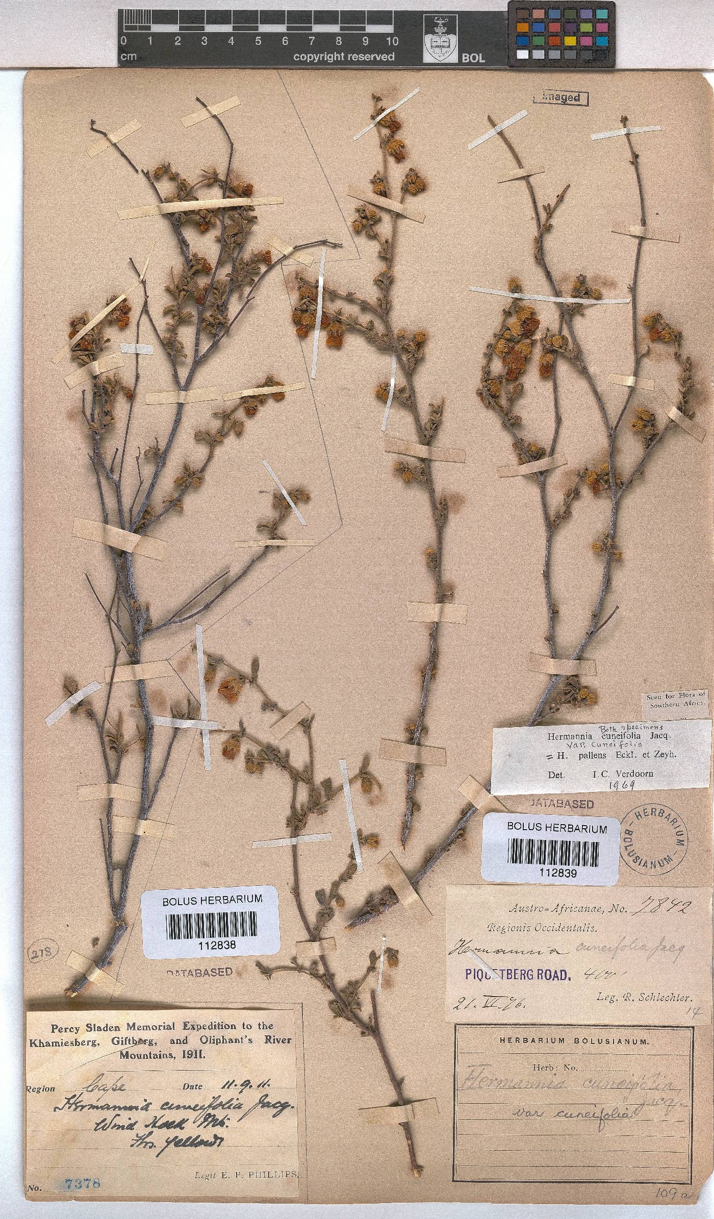 Hermannia cuneifolia var. cuneifolia image