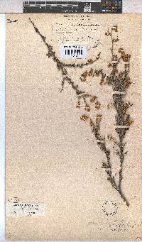 Hermannia cuneifolia var. cuneifolia image