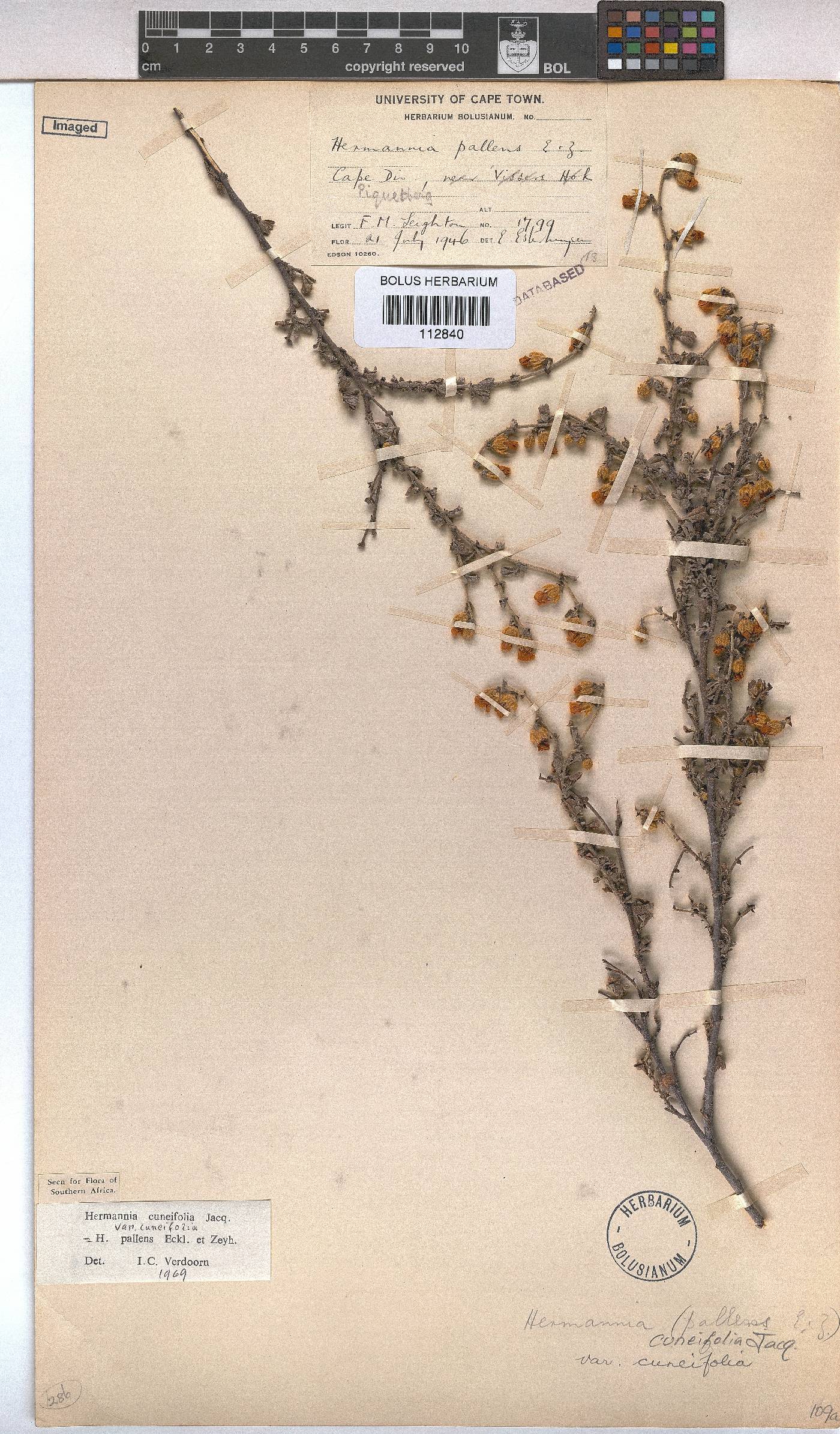 Hermannia cuneifolia var. cuneifolia image