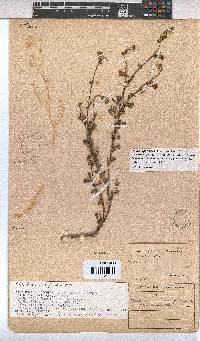 Hermannia cuneifolia var. cuneifolia image