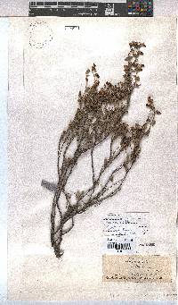 Hermannia cuneifolia image