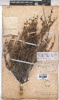 Hermannia cuneifolia image