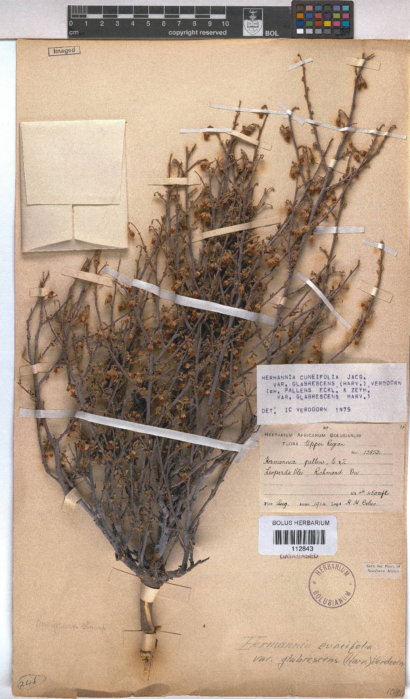 Hermannia cuneifolia var. glabrescens image