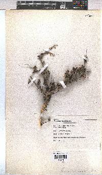 Hermannia cuneifolia image