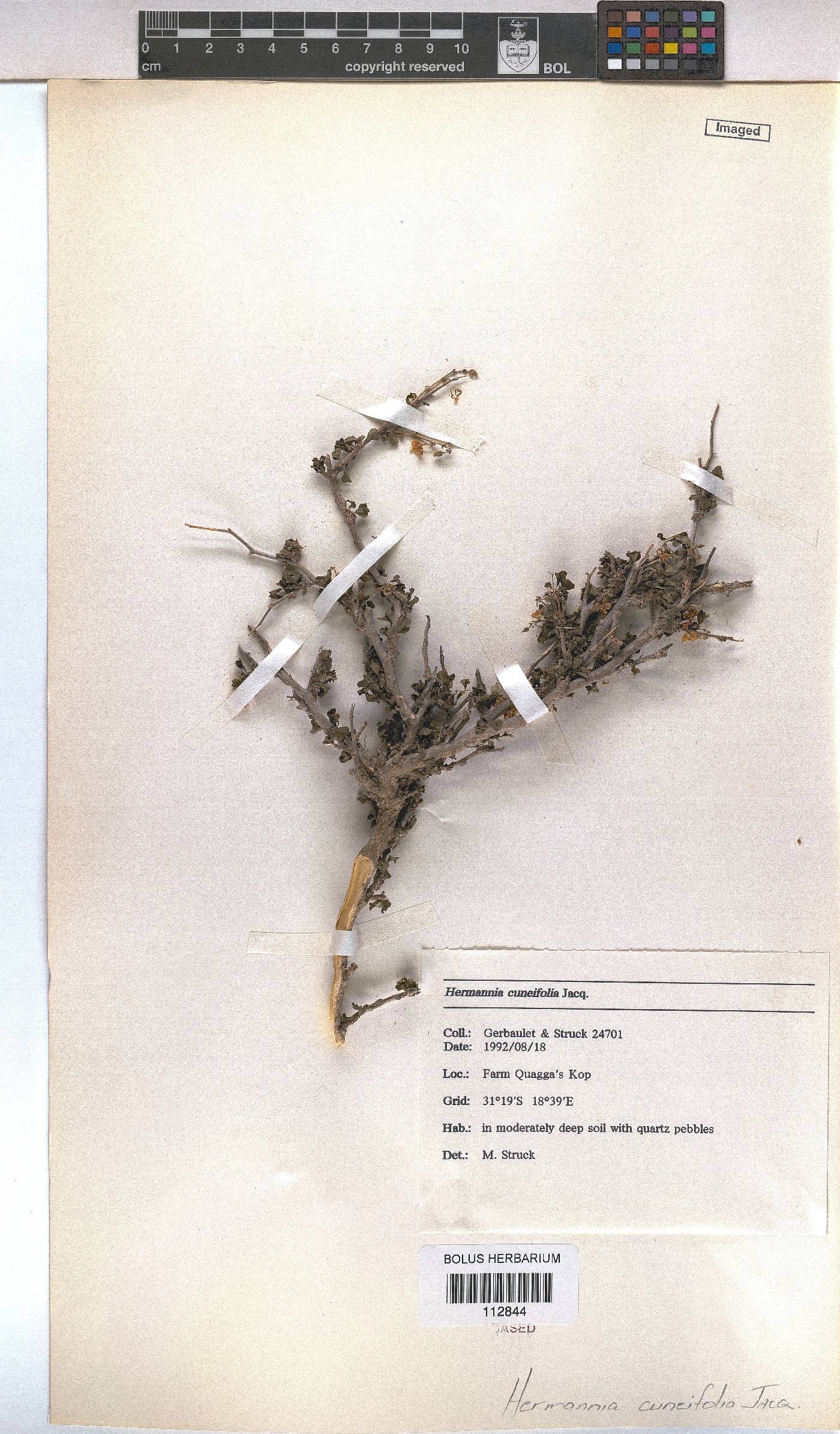 Hermannia cuneifolia var. glabrescens image