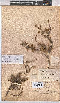 Hermannia cuneifolia image