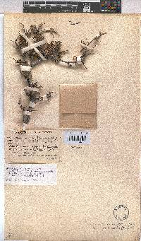 Hermannia cuneifolia image