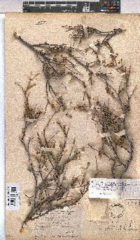 Hermannia cuneifolia image