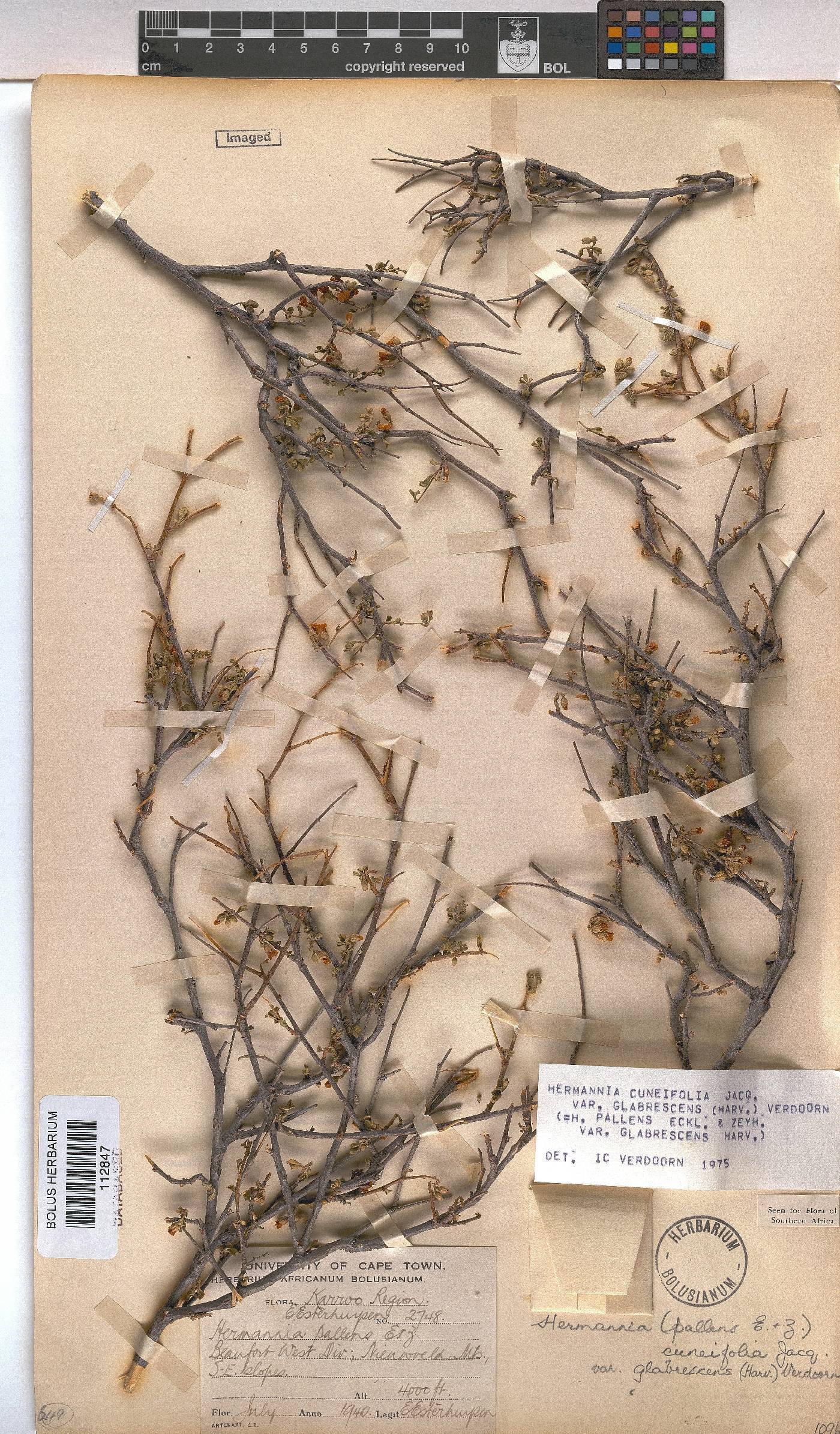 Hermannia cuneifolia var. glabrescens image