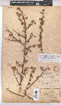 Hermannia cuneifolia image