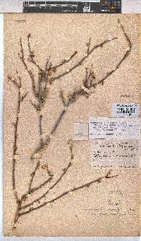 Hermannia cuneifolia image