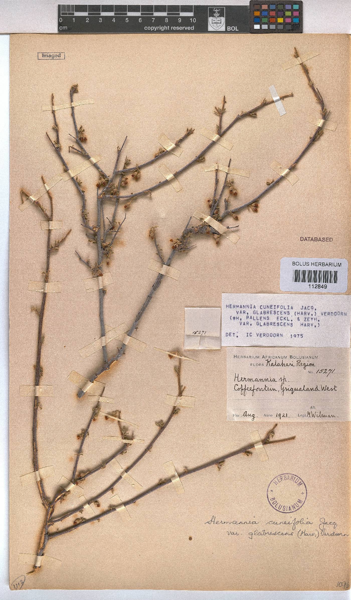 Hermannia cuneifolia var. glabrescens image