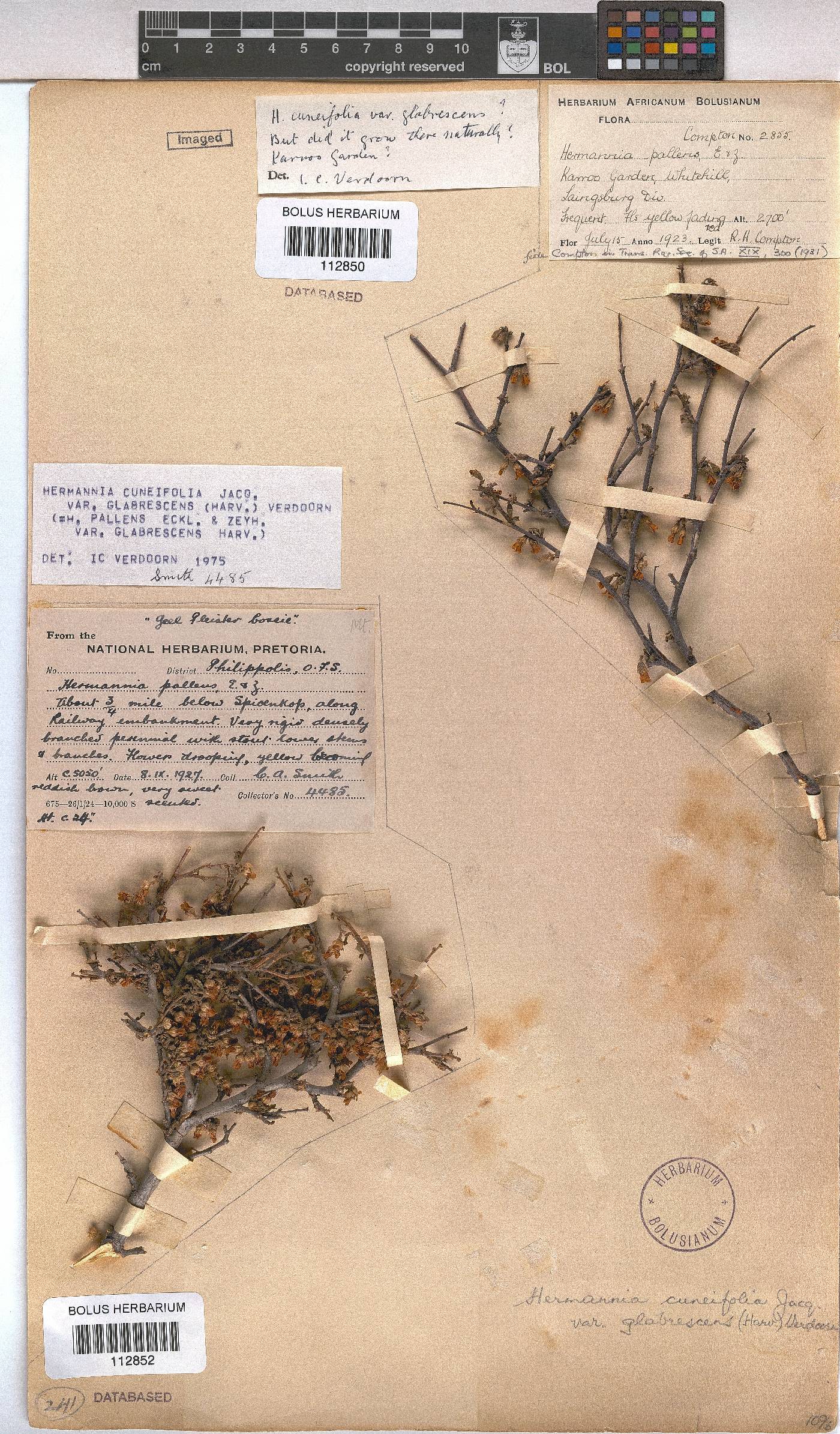 Hermannia cuneifolia image