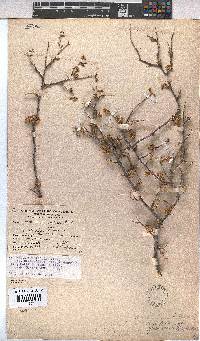 Hermannia cuneifolia image