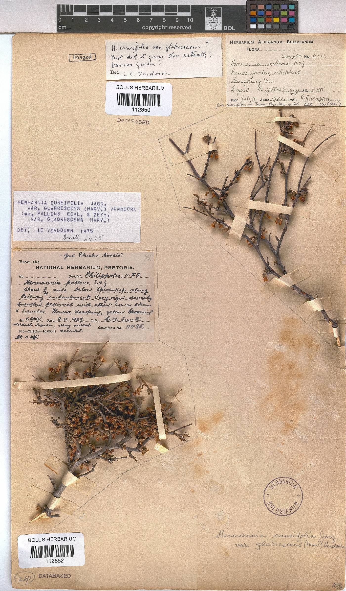 Hermannia cuneifolia var. glabrescens image