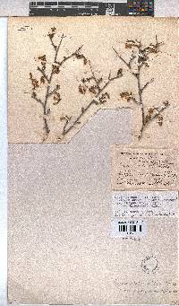 Hermannia cuneifolia image
