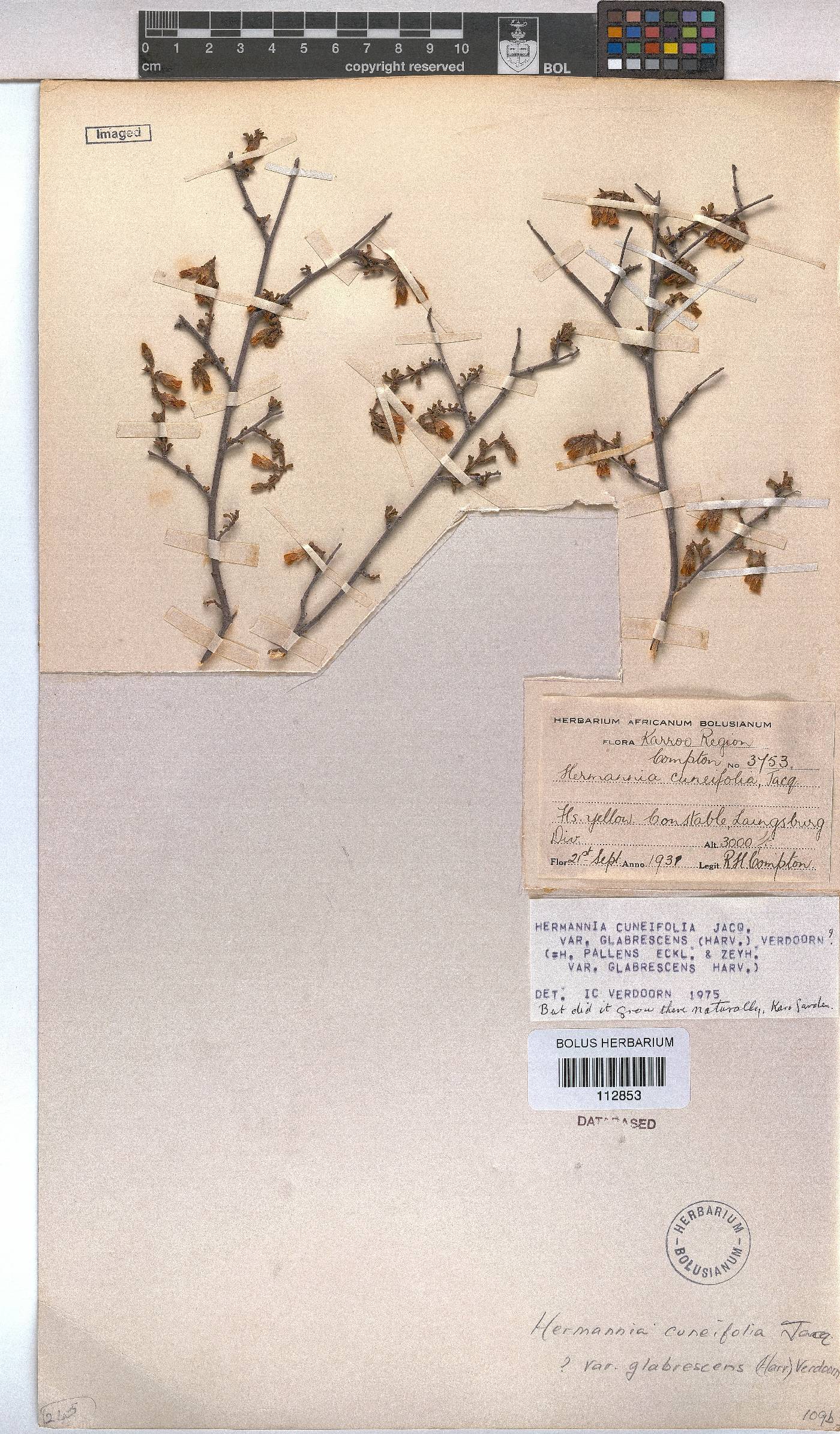 Hermannia cuneifolia var. glabrescens image