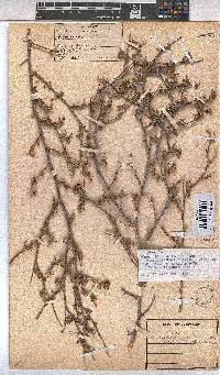 Hermannia cuneifolia image
