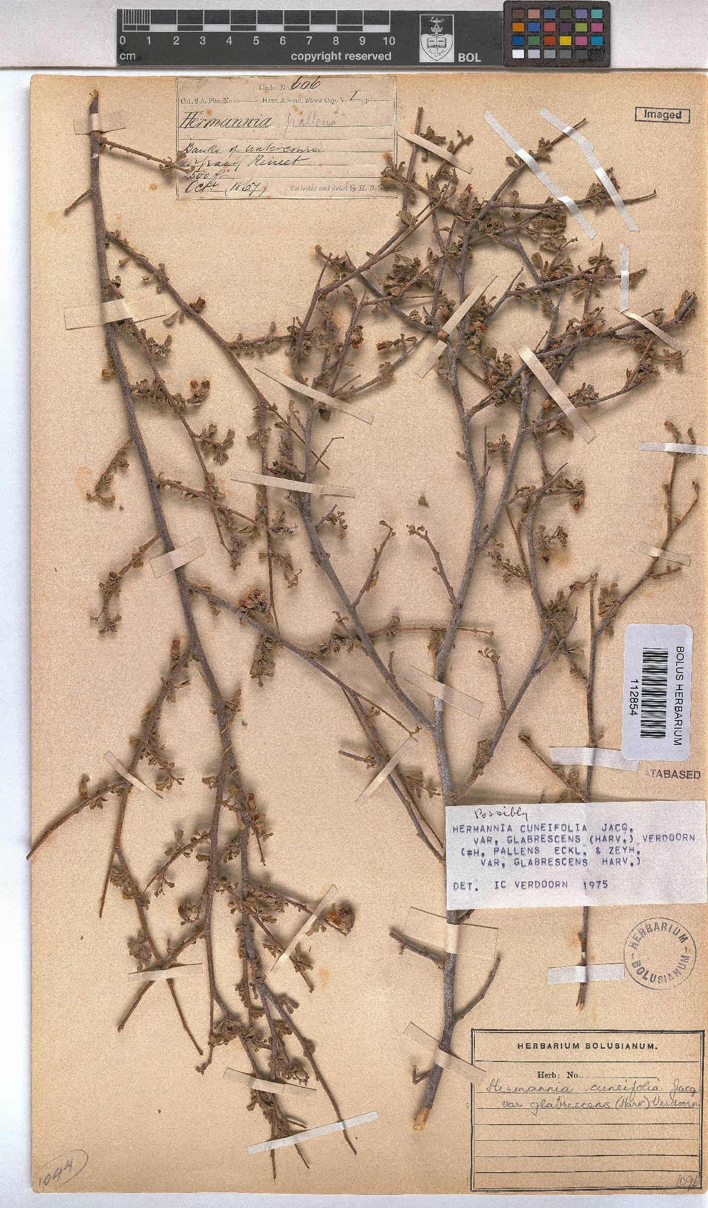 Hermannia cuneifolia var. glabrescens image