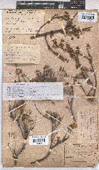 Hermannia cuneifolia var. cuneifolia image