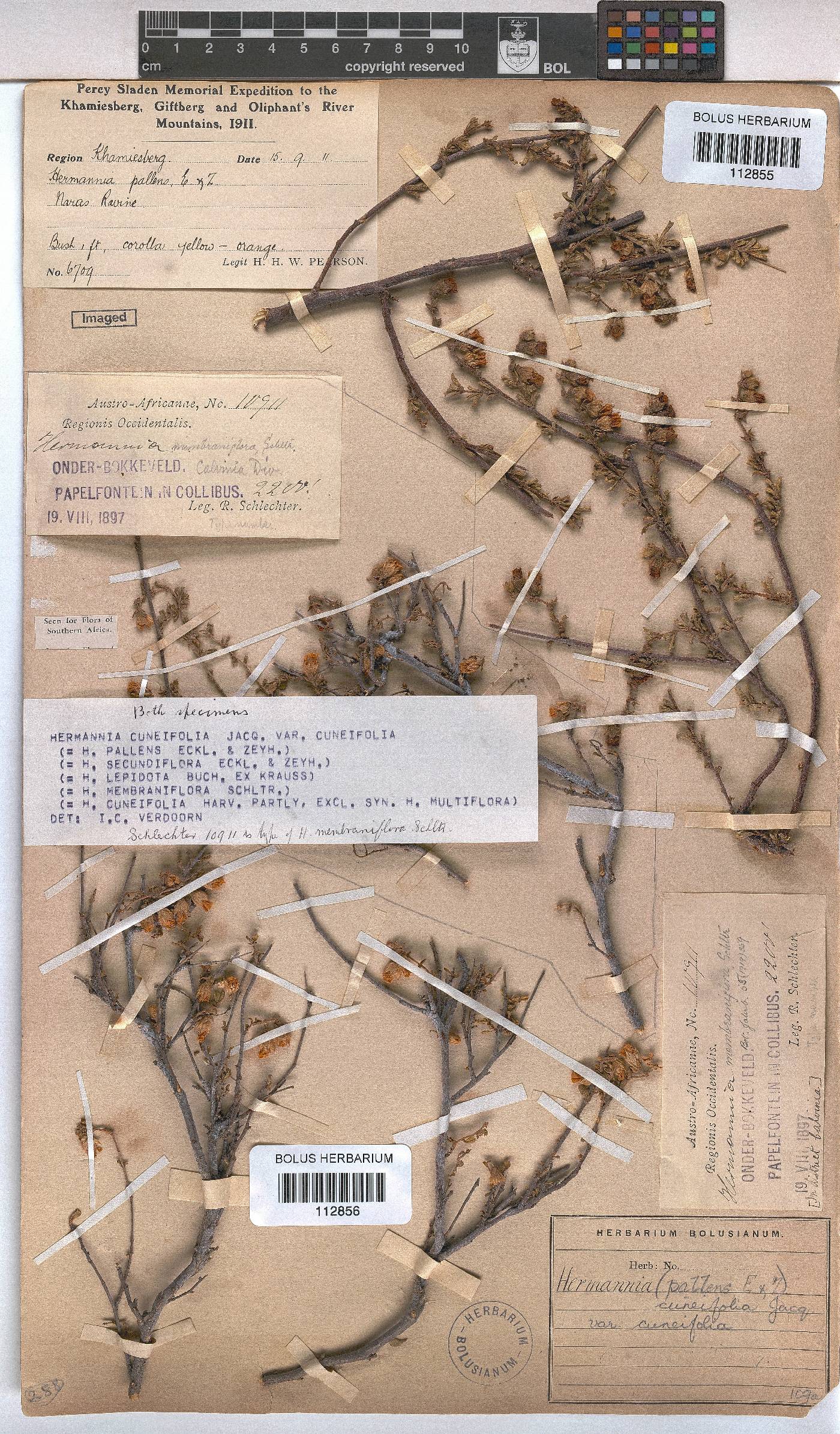 Hermannia cuneifolia var. cuneifolia image