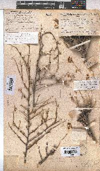 Hermannia cuneifolia var. cuneifolia image