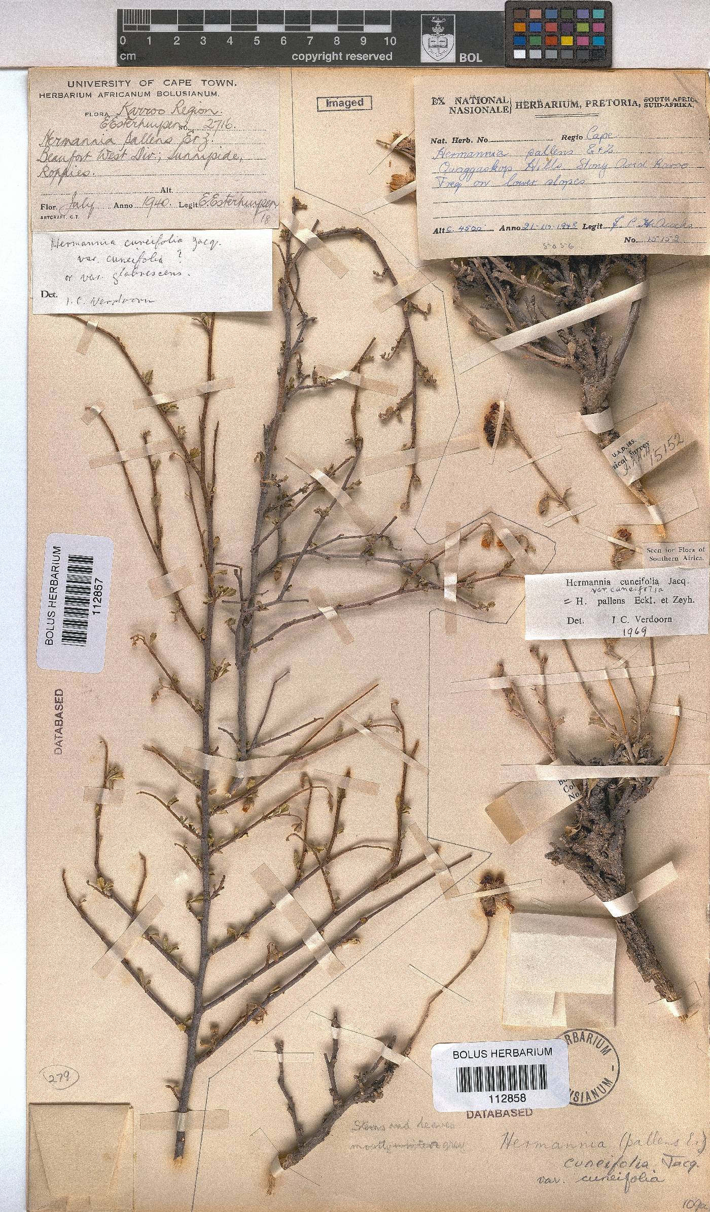 Hermannia cuneifolia var. cuneifolia image