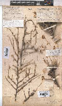 Hermannia cuneifolia var. cuneifolia image