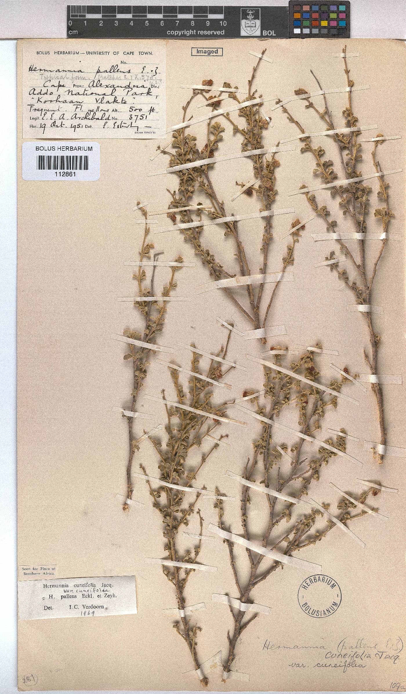 Hermannia cuneifolia image