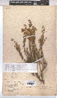 Hermannia cuneifolia var. cuneifolia image