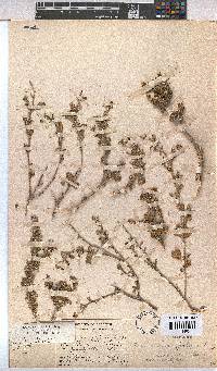 Hermannia cuneifolia var. cuneifolia image